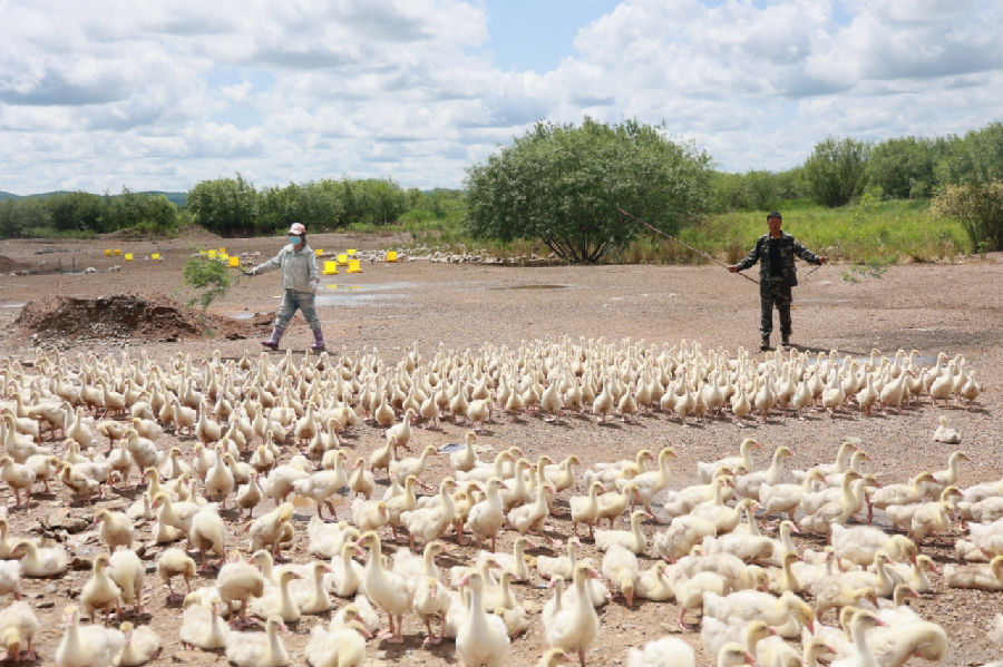 江边林场职工正在驱赶大鹅觅食。（赵子敬 摄）
