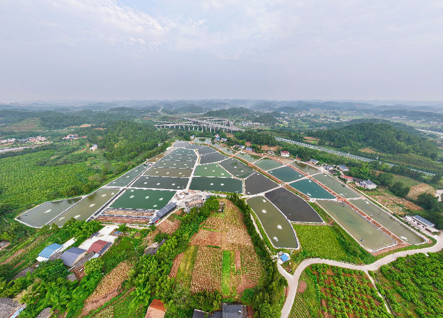 闲置鱼塘蜕变川渝“蓝色粮仓”。（潘政吉 摄）