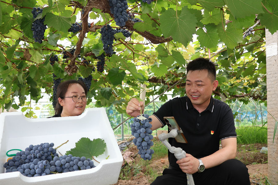 村党支部书记刘开焕直播销售葡萄（王华 摄）