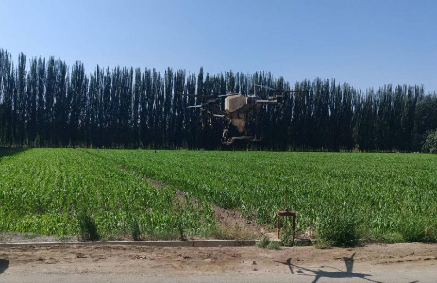 无人机正在喷洒农药（吐拉克孜·吐尔逊 摄）