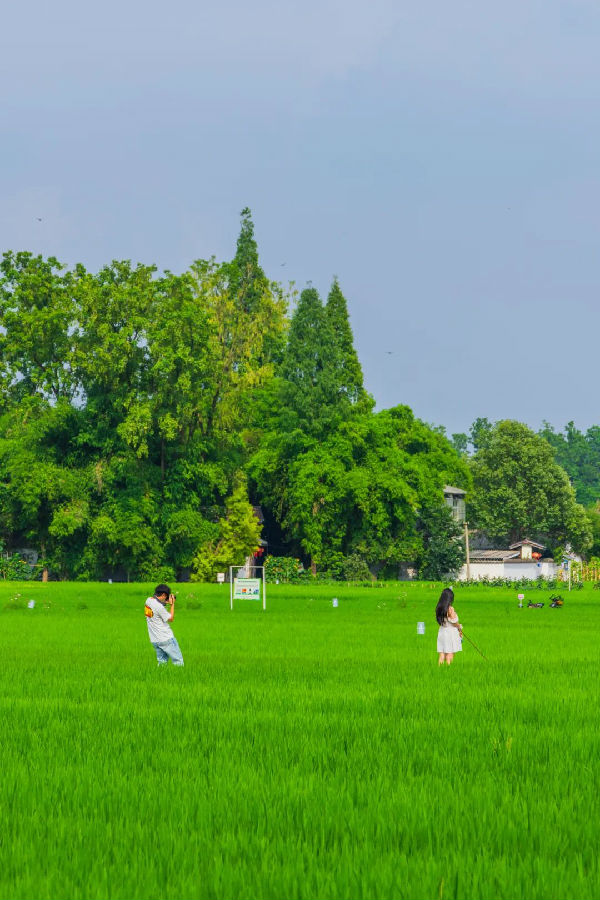 绿意盎然的“绝美”治愈稻田频频出圈（张志强  摄）