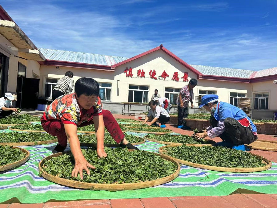 工人正在晾晒蒲公英。（于海静 摄）