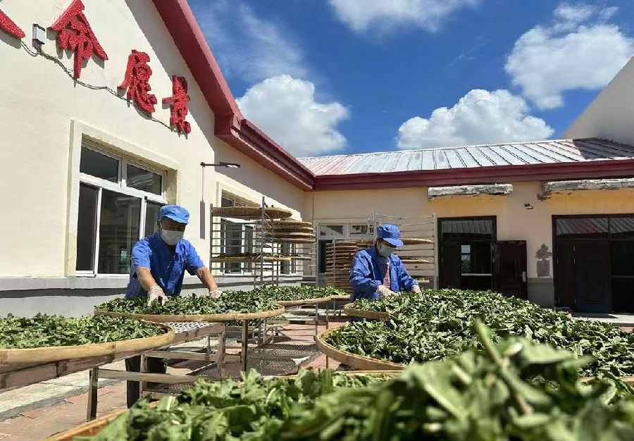 工人正在晾晒蒲公英。（高伟 摄）