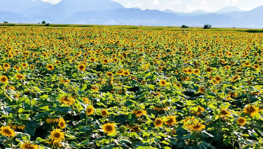 向日葵花开得正艳（赵玉梅 摄）