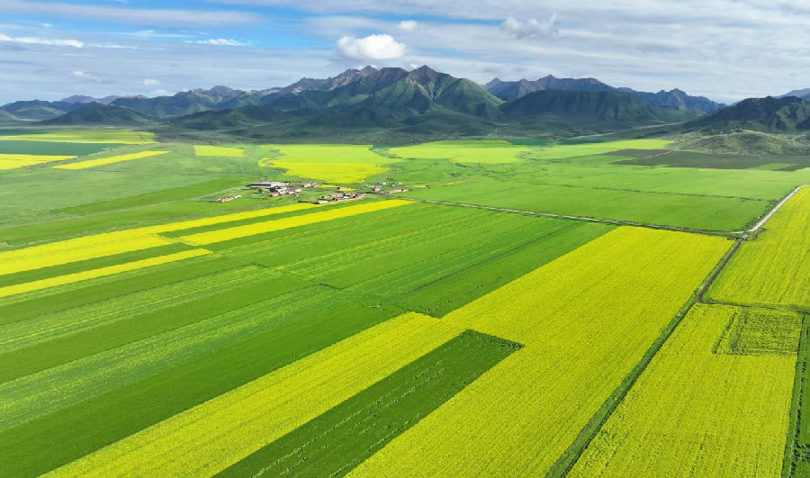 大片的油菜花（赵玉梅 摄）