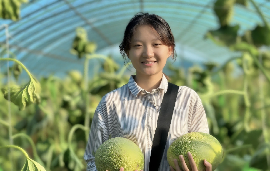 明水市民采摘哈密瓜（高伟 摄）