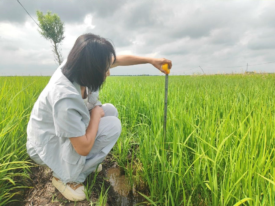 明水县农业技术推广中心工作人员在测量水稻高度（高伟 摄）