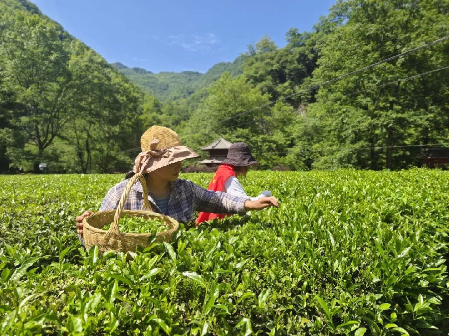 茶农们正在采摘秋季茶（李蓉 摄）