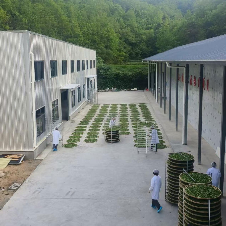 茶叶加工车间一角（李蓉 摄）