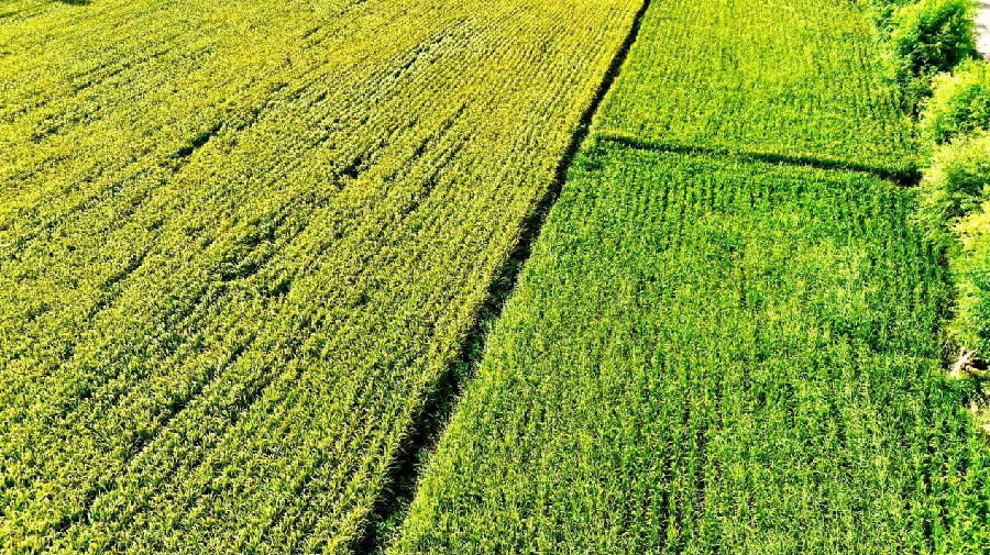 水稻基地（高伟 摄）