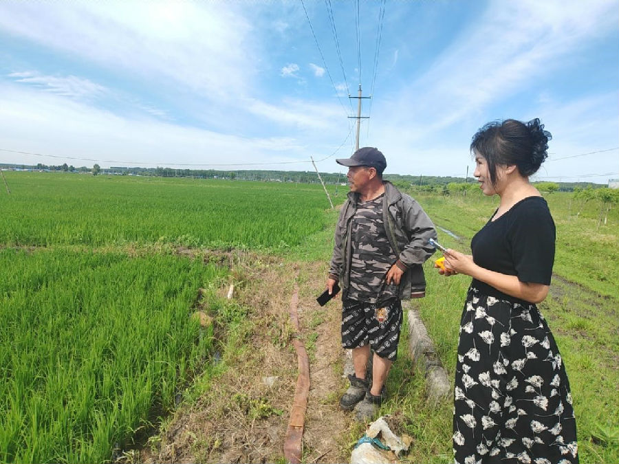 明水县农业技术推广中心工作人员（右一）在查看水稻长势情况（高伟 摄）