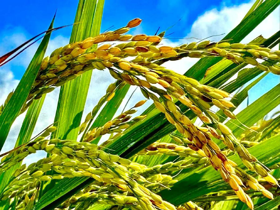 水稻基地的水稻（高伟 摄）