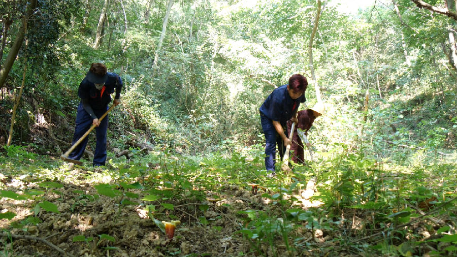 村民在为灵芝松土（陈陟陶 摄）