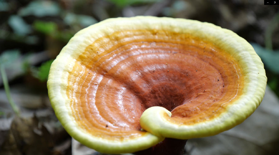 赤灵芝（陈陟陶 摄）