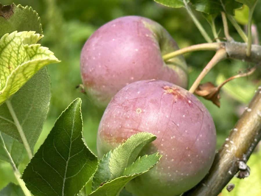 在树人乡双山村村民的小园内，这些即将成熟的果子将通过电商平台销售出去。（于海静 摄）