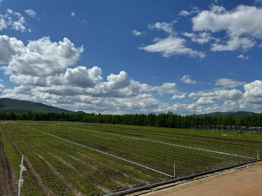 新林林业局苗圃大地全景作业图（刘磊 摄）