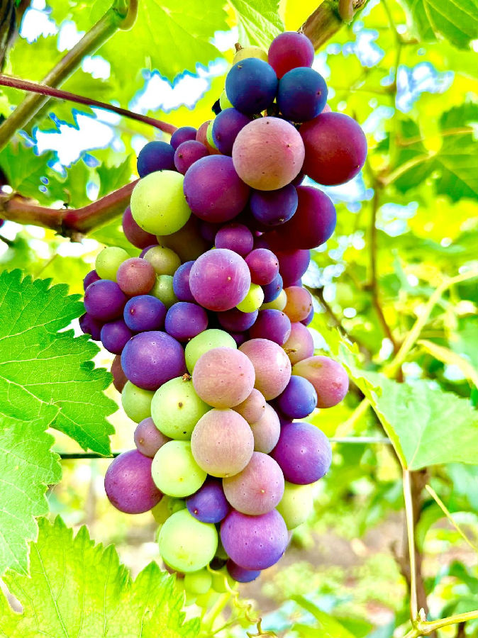 在双兴镇双利村的葡萄大棚采摘园，成熟的葡萄迎客来。（郭芳伊 摄）