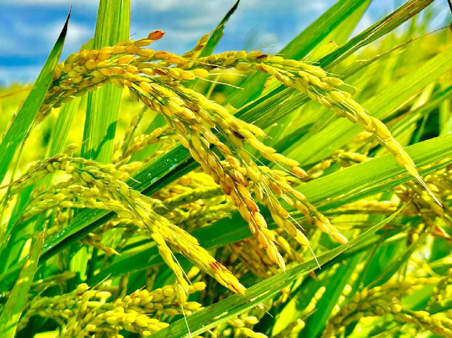 在明水县树人乡水稻科技示范基地，正在灌浆的水稻颗粒渐满，长势良好，静待丰收季。（高伟 摄）