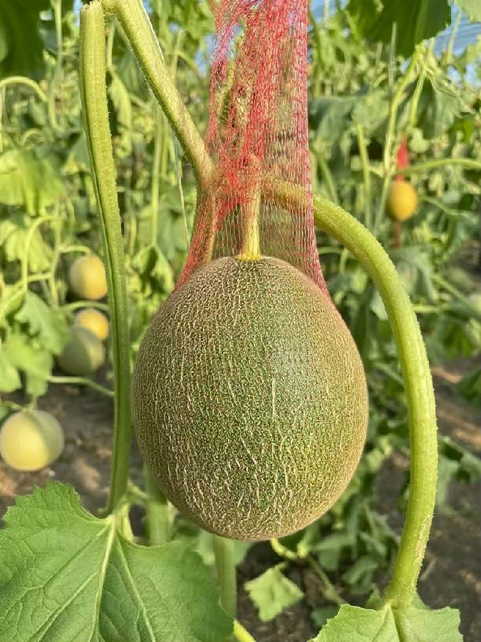 在明水镇哈密瓜采摘园，除了结在地上的瓜，还有装在网兜挂在空中的瓜。（于海静 摄）