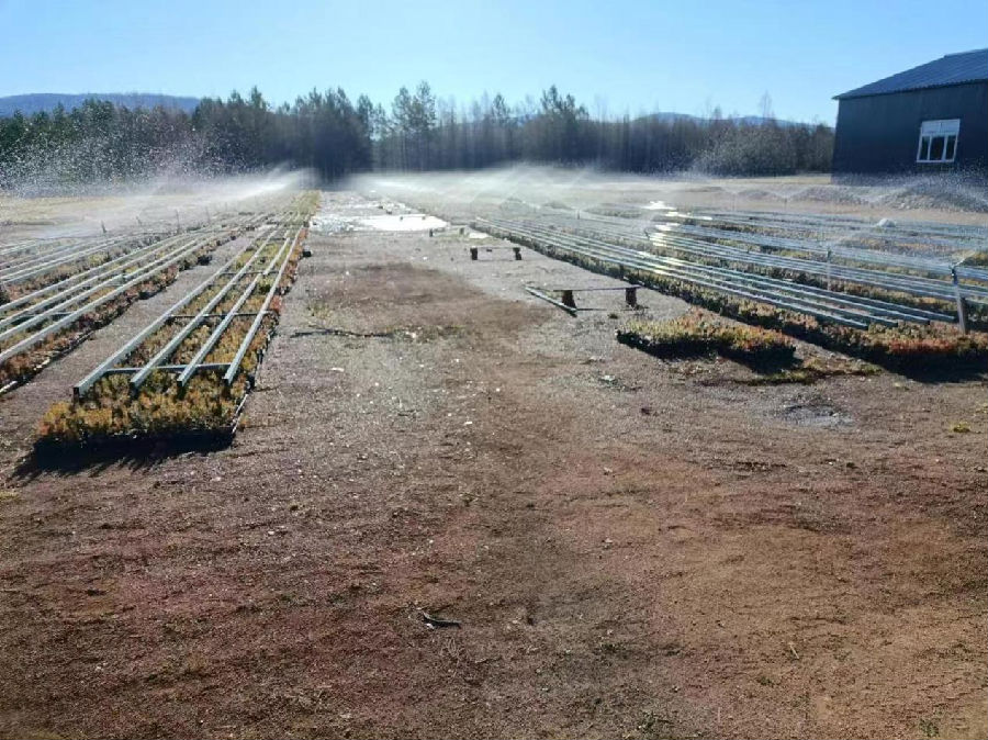 新林林业局苗圃喷灌系统在浇灌树苗（刘磊 摄）