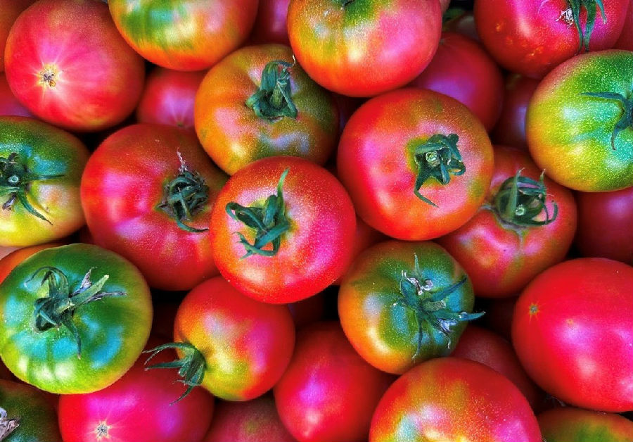 在通达镇前进村包村工作队的小菜园内，成熟的西红柿即将飞向市民的餐桌。（高伟 摄）