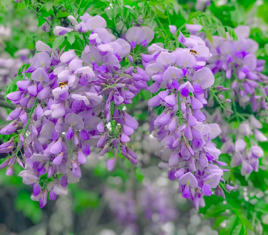 盛开的紫藤花（蔡慧芬 摄）