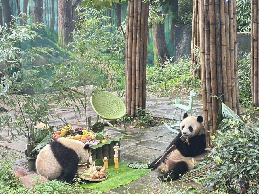 雅安碧峰峡大熊猫冉冉、龙野、凤野正在用餐。 （赵旭东 &nbsp;摄）