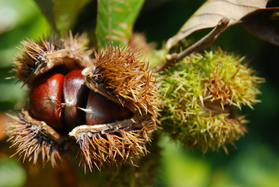 德昌板栗（张霖 摄）