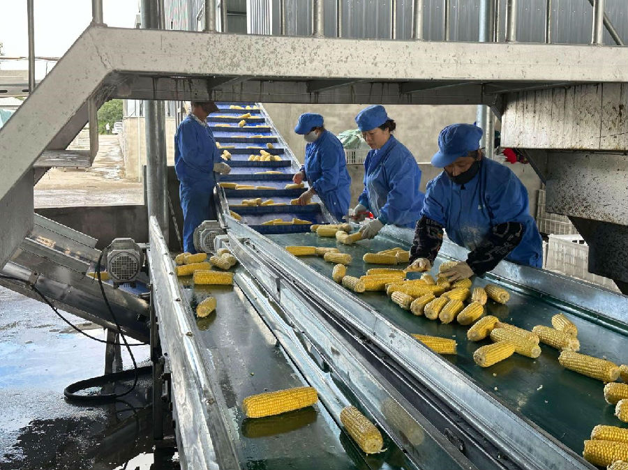 生产车间（姚杨 摄）