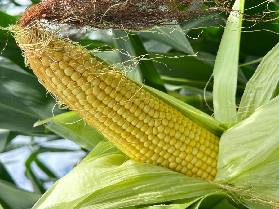 成熟的鲜食玉米（高伟 摄）