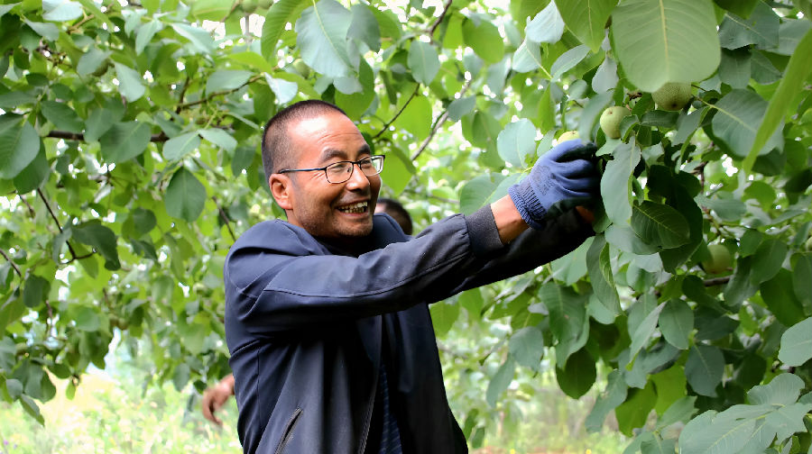 核桃大户正在采摘青皮核桃（宋海涛 摄）