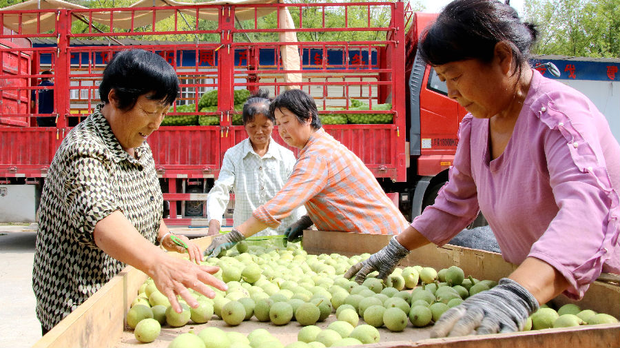 群众正在精心选优质青皮核桃（宋海涛 摄）