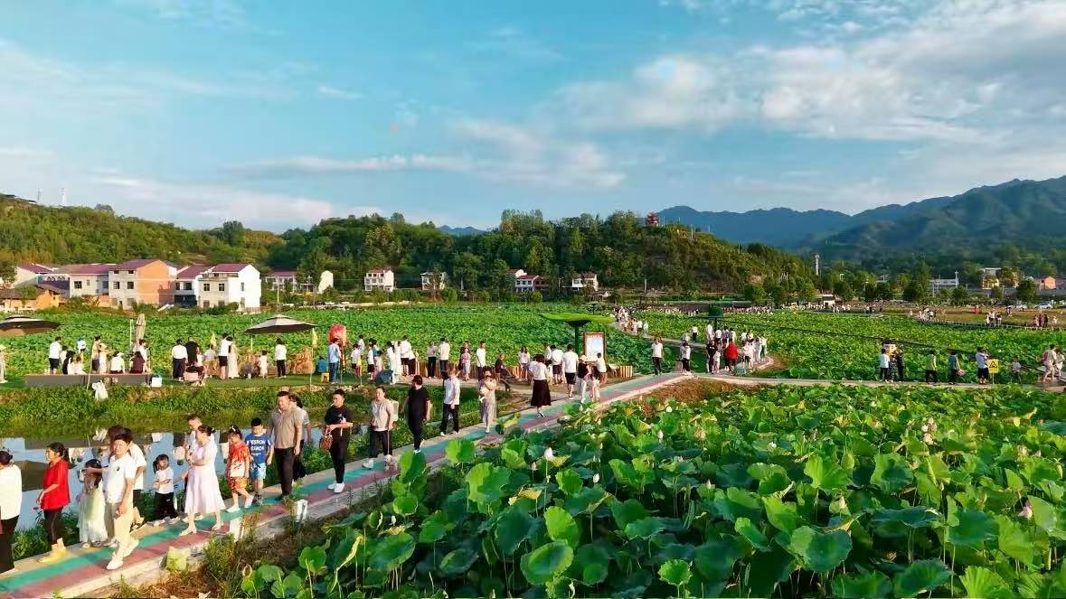 荷塘如画(黄智发 摄) 荷塘如画(黄智发 摄)