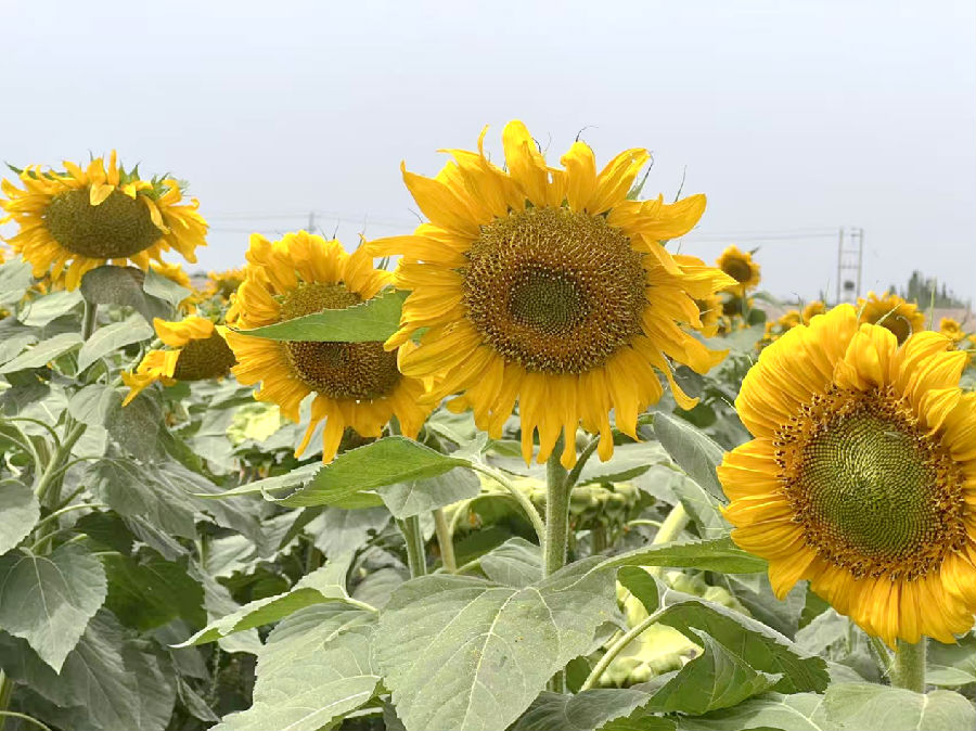 9月4日，新疆阿克苏地区在温宿县依希来木其乡阔依其村的田野上，绽放了金色花的向日葵 （海日古丽·加马力 摄）