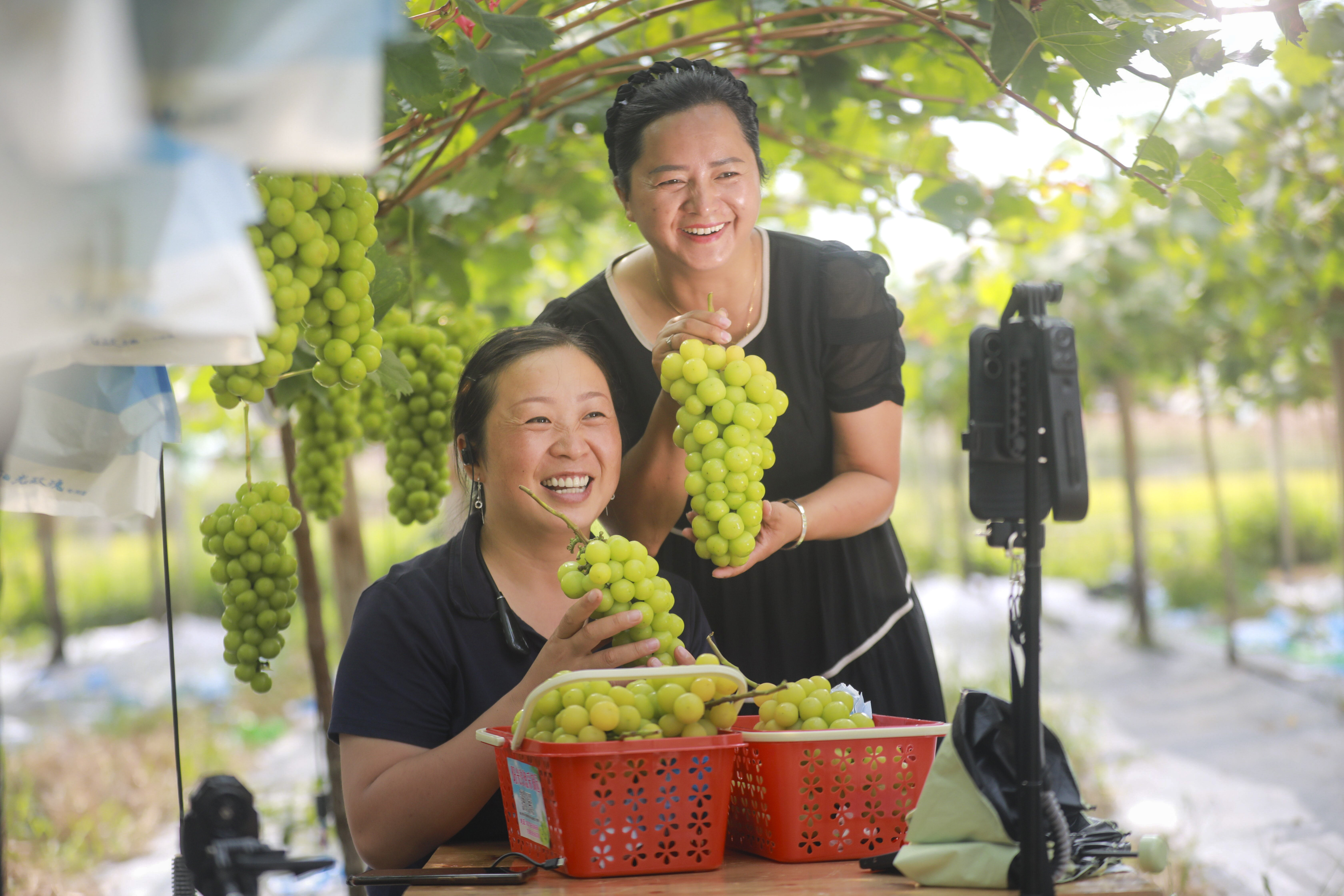 9月8日，在贵州省黔西市金碧镇新富村家庭农场葡萄种植基地，农场主人在直播销售葡萄。周训超摄/中经视觉