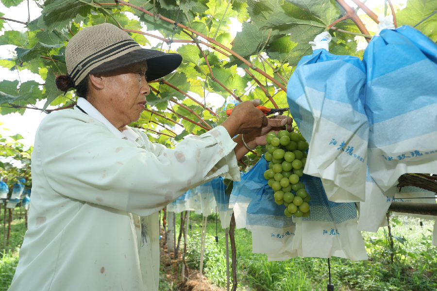 大营镇城村的果农在采收阳光玫瑰葡萄（李东强 摄）