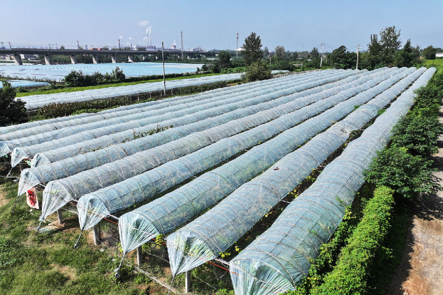 大营镇城村集中连片葡萄种植大棚（卫晓兵 摄）