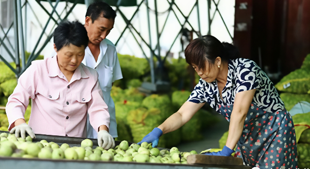 核桃丰收。（张安琪 摄）