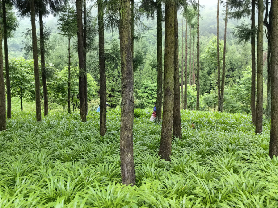 林下复合种植模式（帅玉洁 摄）