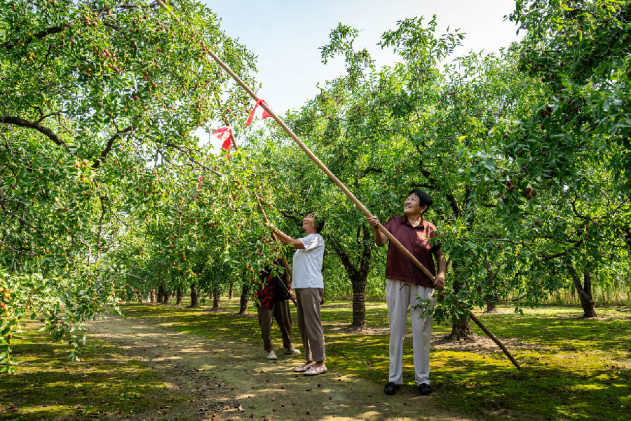 乐陵市朱集镇周家村枣农在打枣（王志伟 摄）