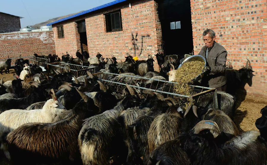 左权黑山羊养殖基地 （郝崧晔 摄）