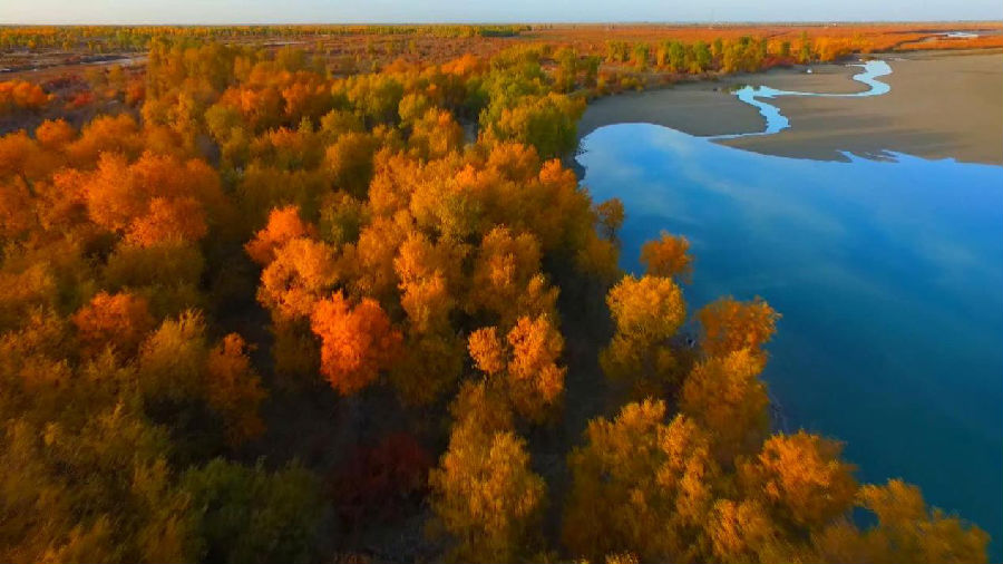 沙雅县470万亩原生态胡杨林美不胜收 （艾克热木 摄）