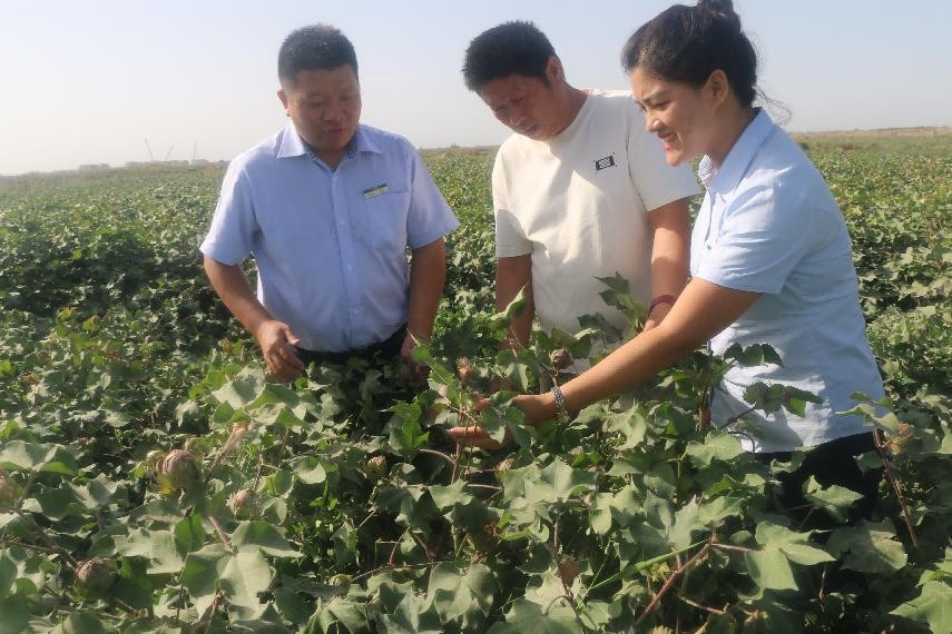 邮储银行库车支行信贷客户经理实地走访棉花种植客户需求 （袁建萍 摄）