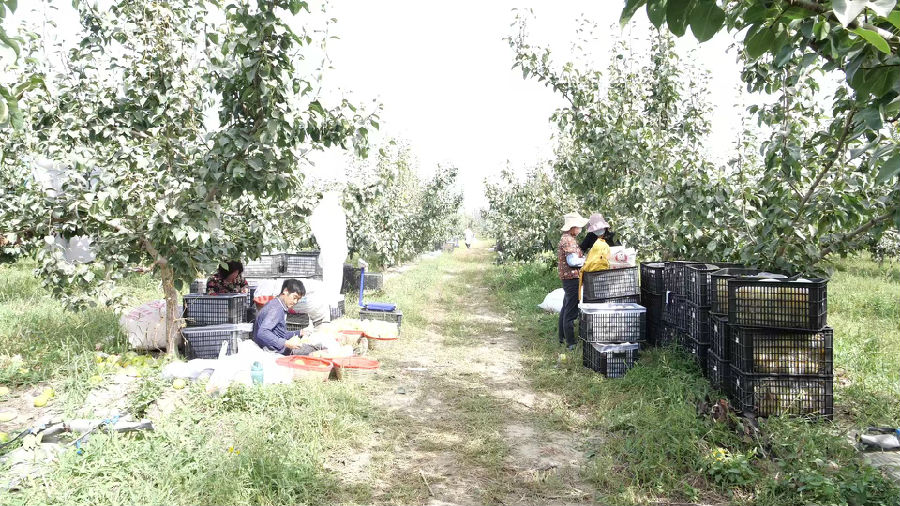 在玉露香梨种植园内，工人们正有序地采摘成熟的香梨。（张鸿 摄）