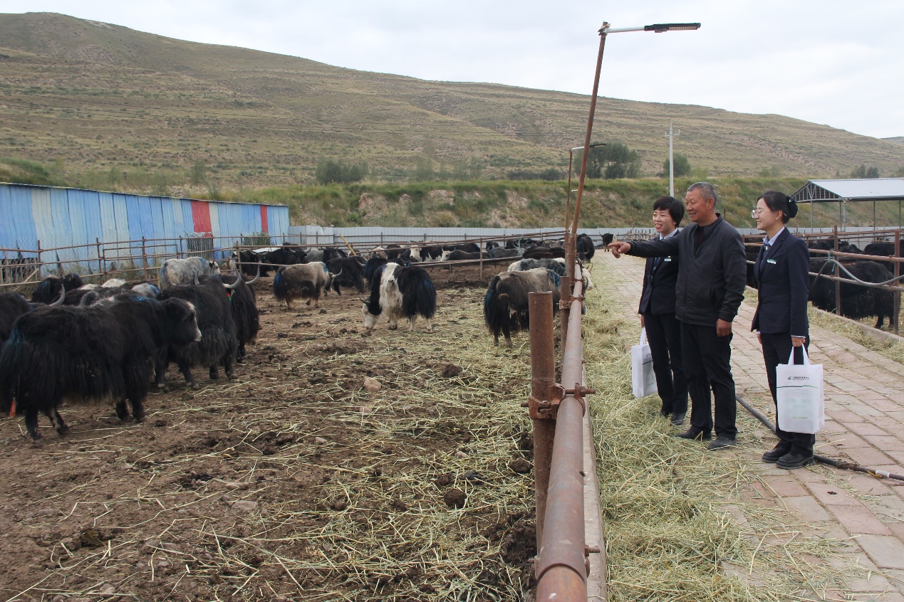 养殖户米龙（中）给民乐县支行客户经理张智英、戎秀芳介绍养殖情况 （王雅龙 摄）