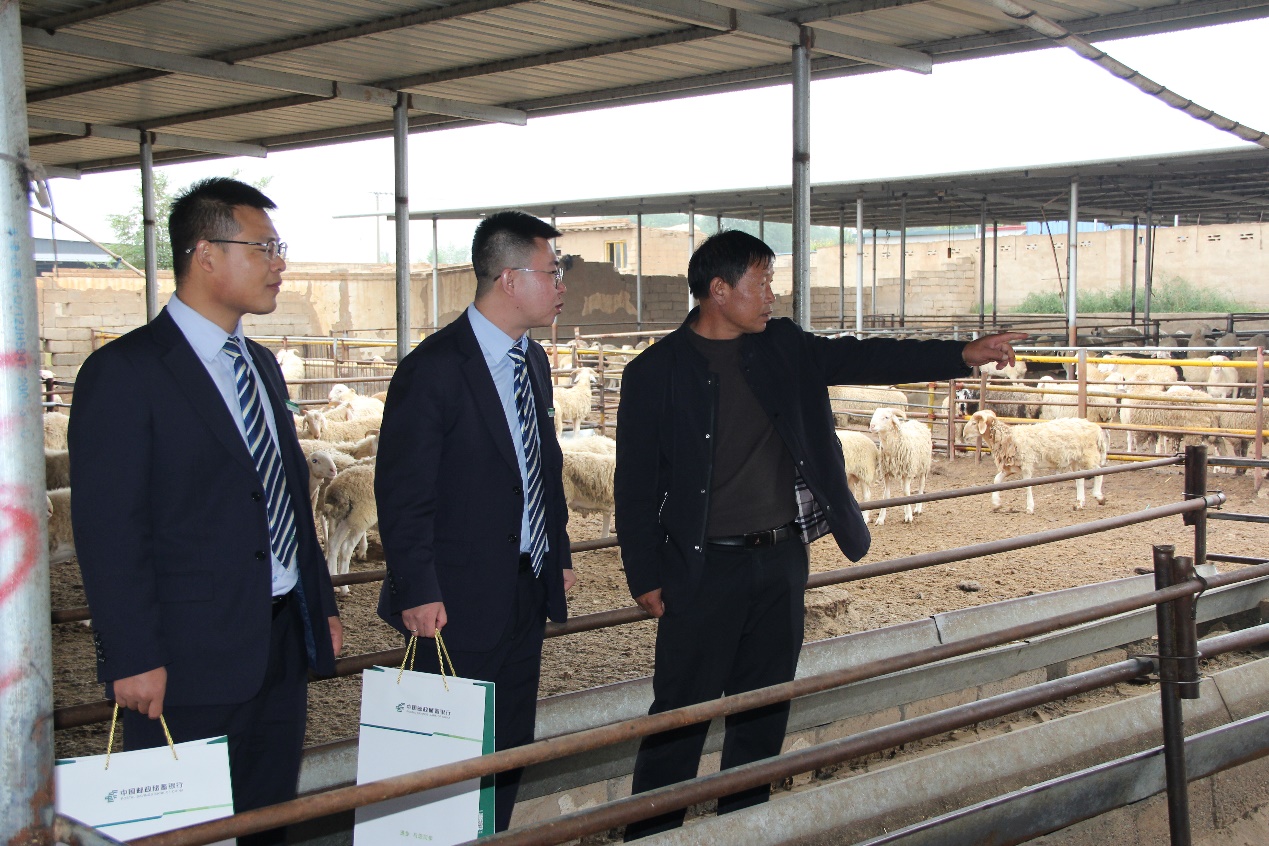 冯俊山（右一）在养殖场向邮储银行古浪县支行客户经理王筱萱、蒋长兵介绍养殖情况 （王雅龙 摄）