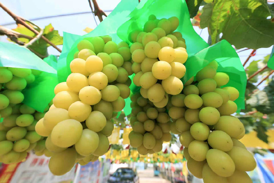 9月20日，在赣榆区沙河镇朱屯村葡萄园拍摄的葡萄。（司伟 摄）