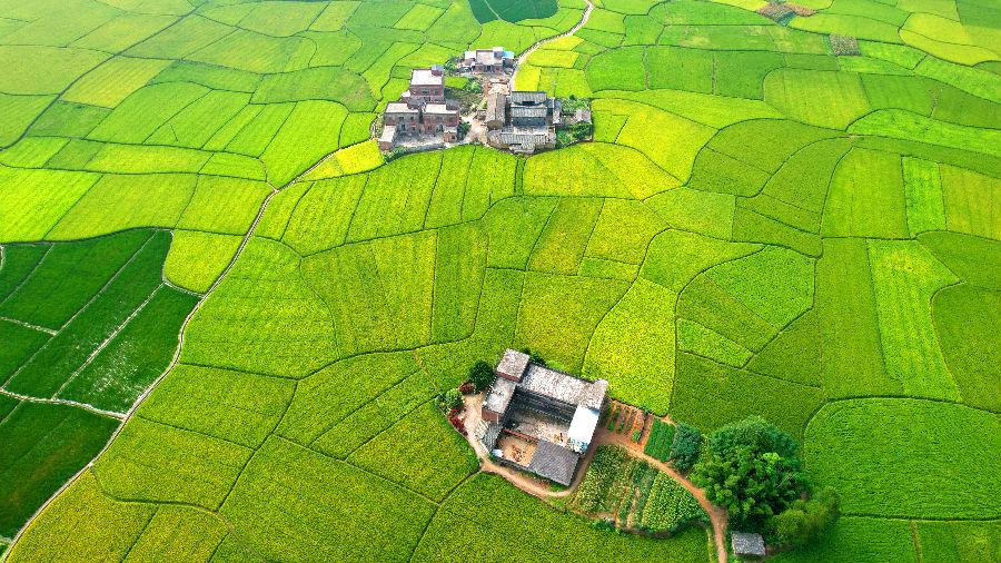 港南区晚稻即将进入黄熟期。（刘志宁 摄）
