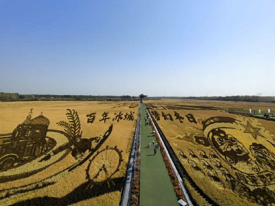 稻田画（刘尧 摄）