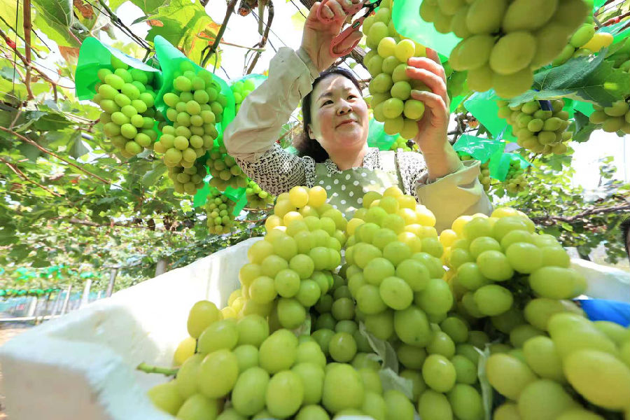 9月20日，在赣榆区沙河镇朱屯村葡萄园拍摄的葡萄。（司伟 摄）